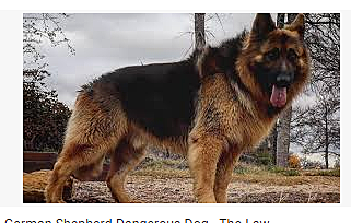 My dogs (rosco) birthday