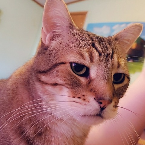 Cause 8: Intolerable Acts