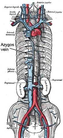 Descubrmiento de la vena ácigos mayor