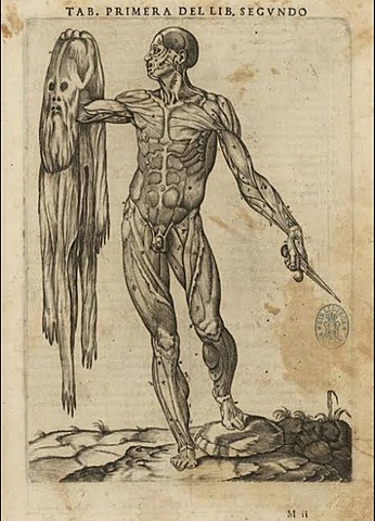 “Histora de la composición del cuerpo humano ”