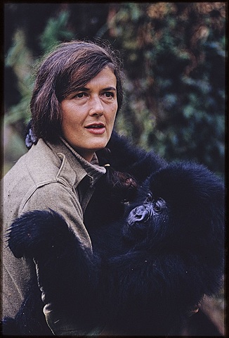 DIAN FOSSEY