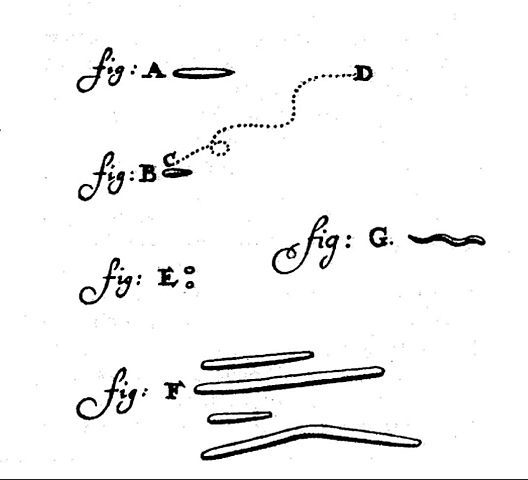 Descubrimiento de las bacterias