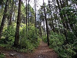 Primera Ley Forestal