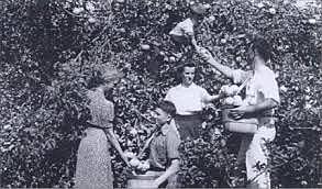 People Picked Their Own Fruit