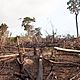 01 deforestation disease