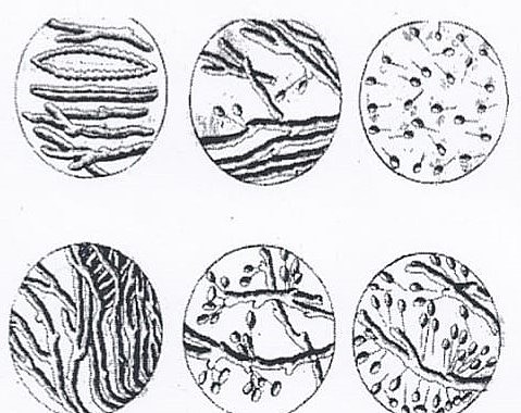 George Louis Leclerq, conde de Buffon