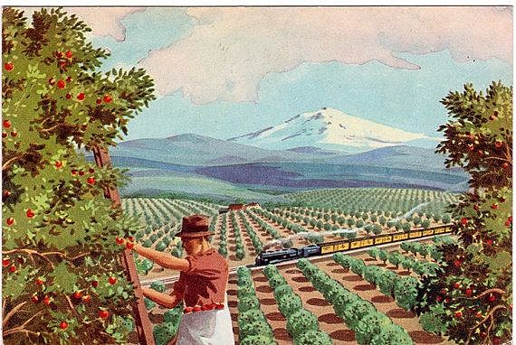 Picking Apples in Washington