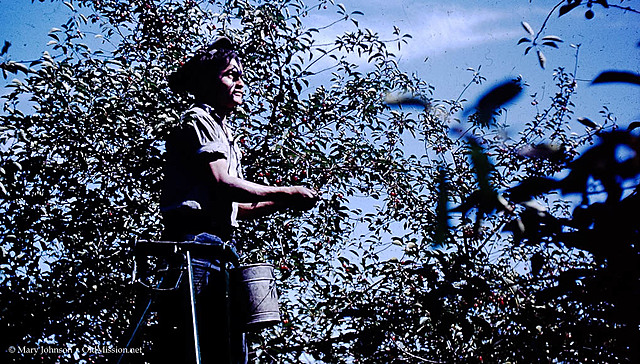 Undocumented Latinos Replace Previous Workers