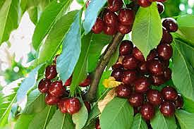 Workers Returned to Mexico