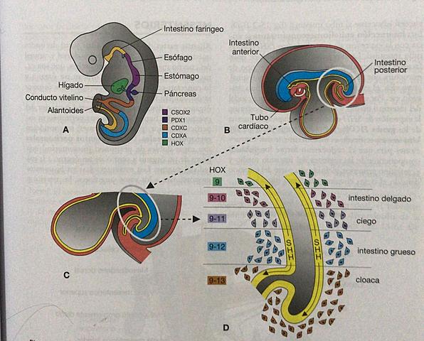 Regulación molecular del desarrollo del tubo intestinal: