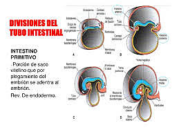 Divisiones del túbulo intestinal