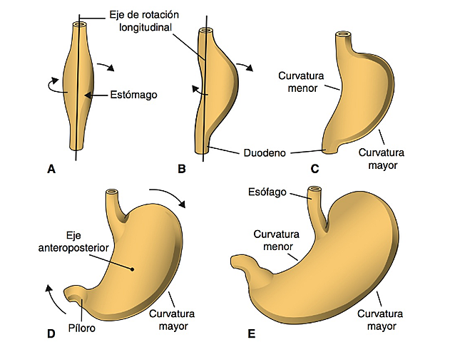 Mediados 4 semana: Estomago