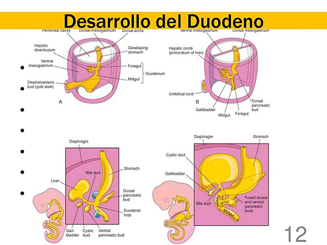Duodeno: Formado por la parte terminal del intestino anterior y  parte cefálica del intestino medio.