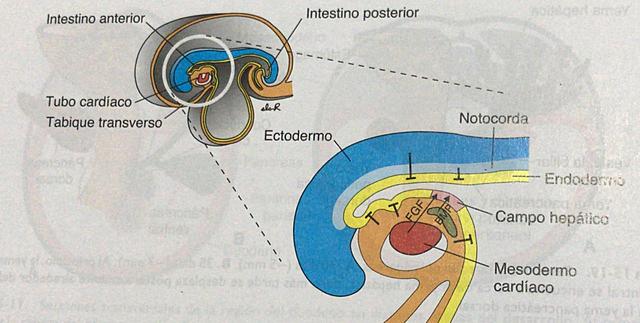 Regulación molecular de la inducción hepática: