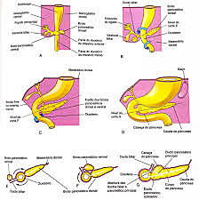 Pancreas: Formado por 2 yemas: 1 dorsal y 1ventral que se originan a partir del revestimiento endodérmico del duodeno