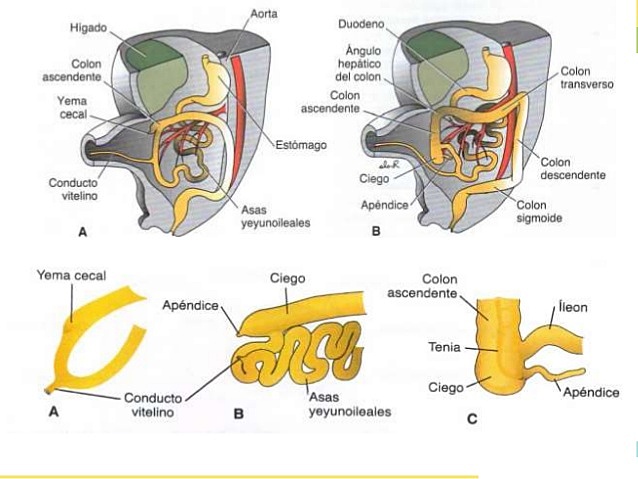 Semana 10: Retracción de las asas herniadas: