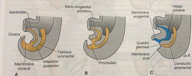 Intestino posterior: