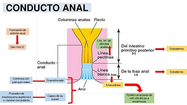 Conducto anal