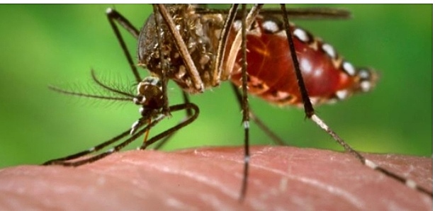 La febre groga del 1821