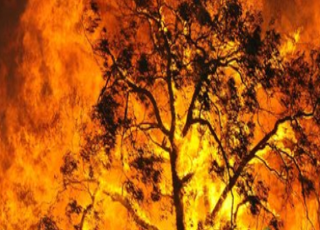 Victorian bushfires
