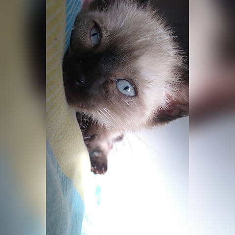 Mi primera mascota