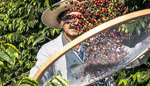 El café de oro peruano que apunta con ambición a conquistar el mercado colombiano