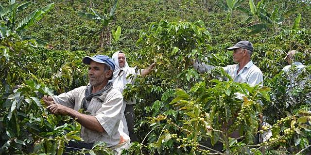 La producción de café del 2016 fue la mayor de los últimos 23 años