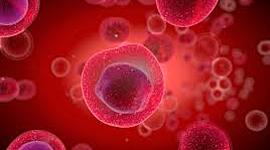 Timeline: Cell Theory