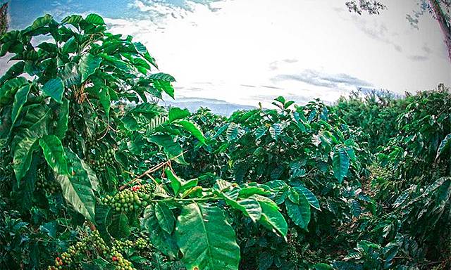 Colombia modifica normas de exportación de café para mejorar ingreso de caficultores