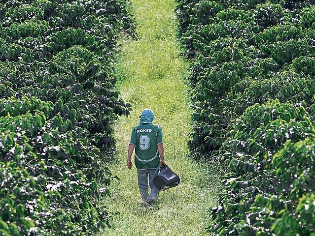 Cafés especiales, salida a crisis de 25 millones de productores