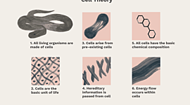 Timeline: Cell Theory Time