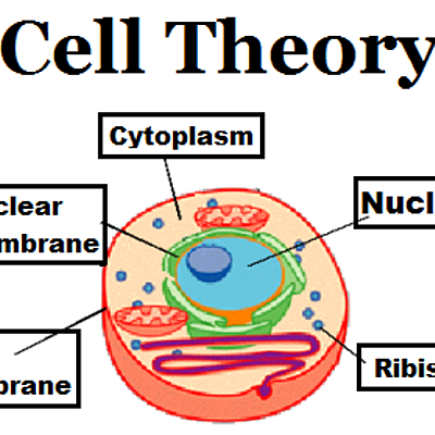 Timeline: Cell Theory Timeline