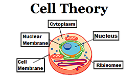 Timeline: Cell Theory Timeline