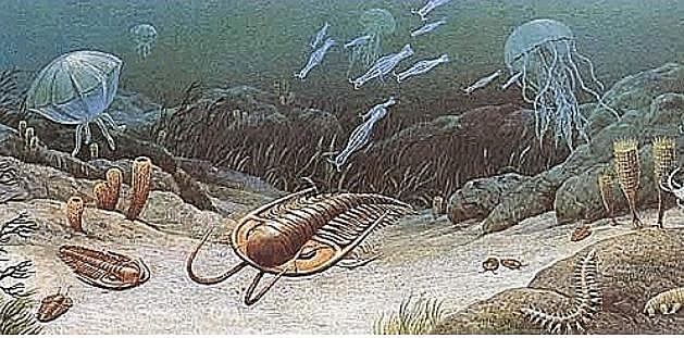 Primeros animales simples (600 millones)