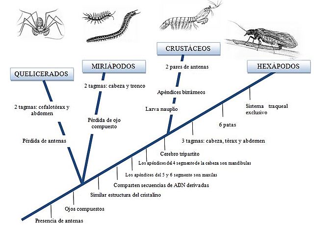 Artrópodos (570 millones de años)