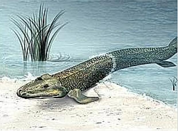 Peces y proto anfibios (500 millones de años)