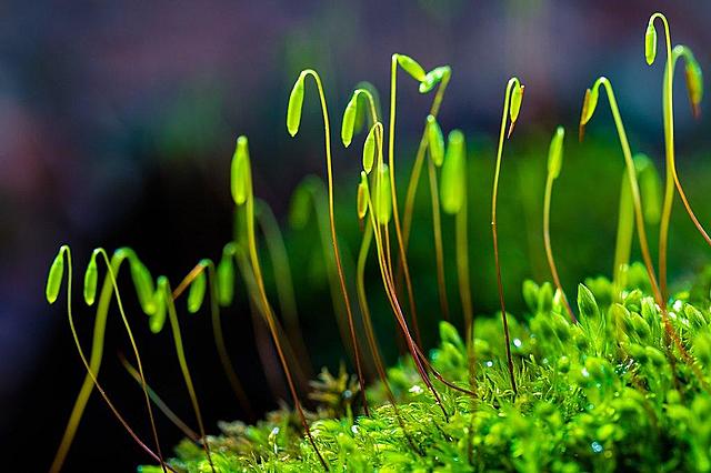 Plantas terrestres (475 millones de años)