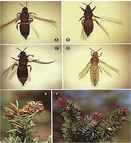 Insectos y semillas (400 millones de años)
