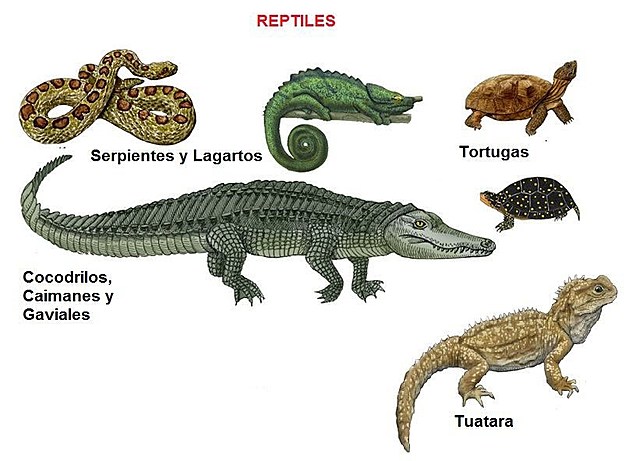 Reptiles (300 millones de años)