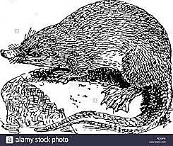 Mamíferos (200 millones de años)