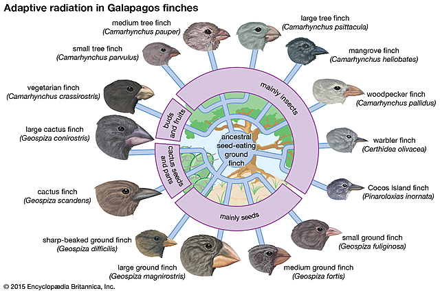 the theory of Evolution