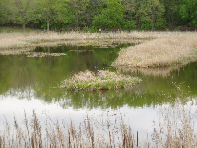 Wetland Restoration at Minnesota Landscape Arboretum