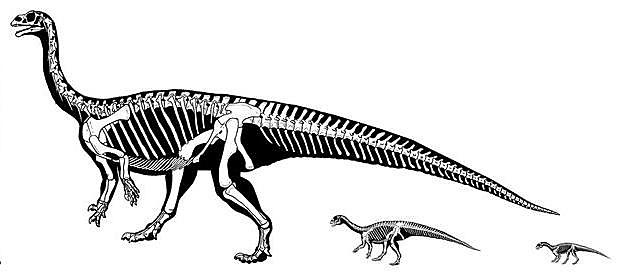 Dinosaurios no aviares (extinguidos hace 65 millones de años)