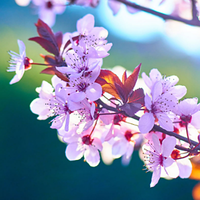 Timeline: La meva línia  del temps