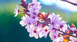 Timeline: La meva línia  del temps