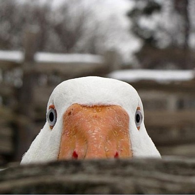 Timeline: Ny Verdensorden efter 1989 (1989 til 2015)