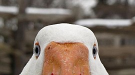 Timeline: Ny Verdensorden efter 1989 (1989 til 2015)