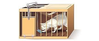 Condicionamiento instrumental: los gatos de Thorndike.