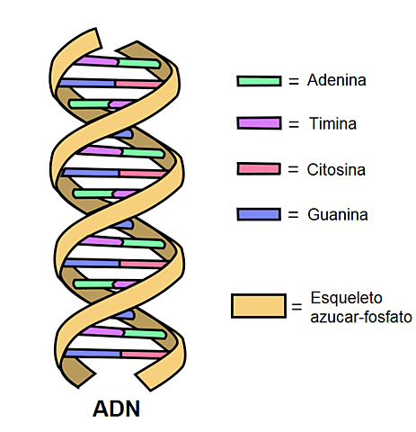 Descubrimiento de la estructura molecular del ADN