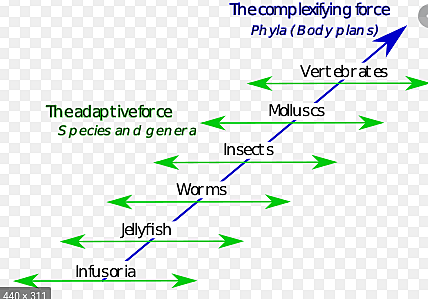 JEAN BAPTISTE  de  LAMARCK